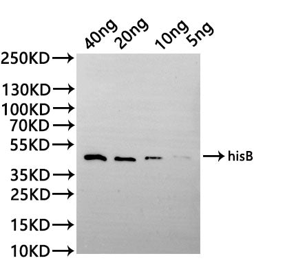 Western Blot Positive WB detected in: recombinant protein All lanes:hisB Antibody at 1:1000 Secondary Goat polyclonal to rabbit IgG at 1/20000 dilution Predicted band size: 41.5 kDa Observed band size: 41.5 kDa