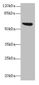 Western blot All lanes: tar antibody at 16µg/ml + DH5α whole cell lysate Secondary Goat polyclonal to rabbit IgG at 1/10000 dilution Predicted band size: 60 kDa Observed band size: 60 kDa