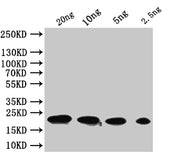 Western Blot Positive WB detected in: recombinant protein All lanes:tfpQ Antibody at 1:1000 Secondary Goat polyclonal to rabbit IgG at 1/50000 dilution Predicted band size: 21 kDa Observed band size: 21 kDa