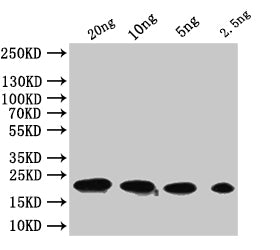 Western Blot Positive WB detected in: recombinant protein All lanes:tfpQ Antibody at 1:1000 Secondary Goat polyclonal to rabbit IgG at 1/50000 dilution Predicted band size: 21 kDa Observed band size: 21 kDa