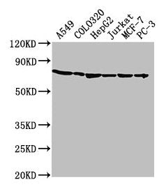 Western Blot Positive WB detected in: A549 whole cell lysate, COLO320 whole cell lysate, HepG2 whole cell lysate, Jurkat whole cell lysate, MCF-7 whole cell lysate, PC-3 whole cell lysate All lanes: HSPA1A antibody at 1:2000 Secondary Goat polyclo...