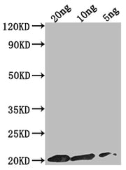 Western Blot Positive WB detected in Recombinant protein All lanes: epiA antibody at 1:2000 Secondary Goat polyclonal to rabbit IgG at 1/50000 dilution Predicted band size: 17.7 kDa Observed band size: 20 kDa