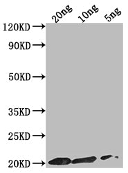 Western Blot Positive WB detected in Recombinant protein All lanes: epiA antibody at 1:2000 Secondary Goat polyclonal to rabbit IgG at 1/50000 dilution Predicted band size: 17.7 kDa Observed band size: 20 kDa