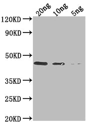 Western Blot Positive WB detected in Recombinant protein All lanes: DERP1 antibody at 1:2000 Secondary Goat polyclonal to rabbit IgG at 1/50000 dilution Predicted band size: 41 kDa Observed band size: 41 kDa