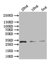 Western Blot Positive WB detected in: recombinant protein All lanes: recB Antibody at 1:1000 Secondary Goat polyclonal to rabbit IgG at 1/50000 dilution Predicted band size: 29 kDa Observed band size: 29 kDa