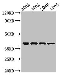 Western Blot Positive WB detected in Recombinant protein All lanes: ompT antibody at 2.4µg/ml Secondary Goat polyclonal to rabbit IgG at 1/50000 dilution predicted band size: 38 kDa observed band size: 38 kDa