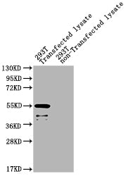Western Blot Positive WB detected in: eta 293T Transfected lysate, 293T non-Transfected lysate All lanes: eta antibody at 1:2000 Secondary Goat polyclonal to rabbit IgG at 1/50000 dilution Predicted band size: 55 kDa Observed band size: 55 kDa