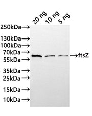 Western Blot Positive WB detected in: recombinant protein All lanes:ftsZ Antibody at 1:1000 Secondary Goat polyclonal to rabbit IgG at 1/20000 dilution Predicted band size: 45.1 kDa Observed band size: 53 kDa