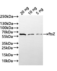 Western Blot Positive WB detected in: recombinant protein All lanes:ftsZ Antibody at 1:1000 Secondary Goat polyclonal to rabbit IgG at 1/20000 dilution Predicted band size: 45.1 kDa Observed band size: 53 kDa