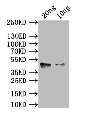 Western Blot Positive WB detected in: recombinant protein All lanes: hlgA Antibody at 1:1000 Secondary Goat polyclonal to rabbit IgG at 1/50000 dilution Predicted band size: 43 kDa Observed band size: 43 kDa