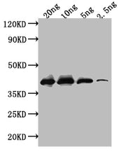 Western Blot Positive WB detected in: recombinant protein All lanes: ihfB Antibody at 1:1000 Secondary Goat polyclonal to rabbit IgG at 1/50000 dilution Predicted band size: 38 kDa Observed band size: 38 kDa