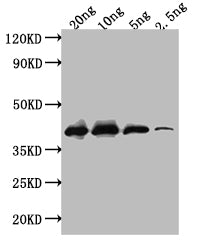 Western Blot Positive WB detected in: recombinant protein All lanes: ihfB Antibody at 1:1000 Secondary Goat polyclonal to rabbit IgG at 1/50000 dilution Predicted band size: 38 kDa Observed band size: 38 kDa
