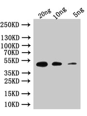Western Blot Positive WB detected in: recombinant protein All lanes:Custom rpoE Antibody at 1:1000 Secondary Goat polyclonal to rabbit IgG at 1/50000 dilution Predicted band size: 47 kDa Observed band size: 47 kDa