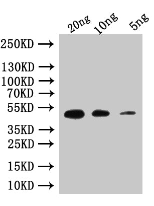 Western Blot Positive WB detected in: recombinant protein All lanes:Custom rpoE Antibody at 1:1000 Secondary Goat polyclonal to rabbit IgG at 1/50000 dilution Predicted band size: 47 kDa Observed band size: 47 kDa