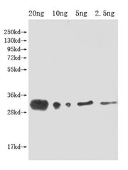 Western Blot Positive WB detected in Recombinant protein All lanes: lprG antibody at 1:2000 Secondary Goat polyclonal to rabbit IgG at 1/50000 dilution Predicted band size: 32 kDa Observed band size: 32 kDa
