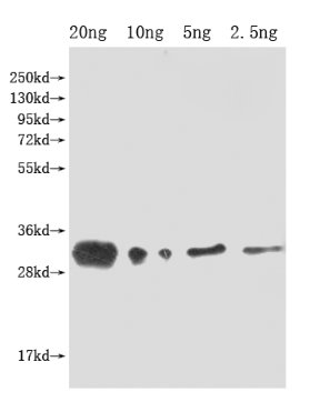 Western Blot Positive WB detected in Recombinant protein All lanes: lprG antibody at 1:2000 Secondary Goat polyclonal to rabbit IgG at 1/50000 dilution Predicted band size: 32 kDa Observed band size: 32 kDa