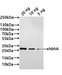 Western Blot Positive WB detected in: recombinant protein All lanes:hbhA Antibody at 1:1000 Secondary Goat polyclonal to rabbit IgG at 1/20000 dilution Predicted band size: 28.8 kDa Observed band size: 29 kDa