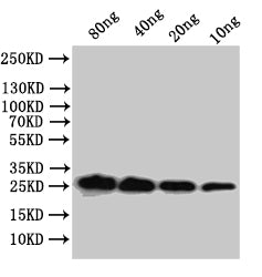 Western Blot Positive WB detected in: recombinant protein All lanes:mpt64 Antibody at 1:1000 Secondary Goat polyclonal to rabbit IgG at 1/50000 dilution Predicted band size: 26.5 kDa Observed band size: 27 kDa