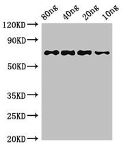 Western Blot Positive WB detected in Recombinant protein All lanes: htpG antibody at 3ug/ml Secondary Goat polyclonal to rabbit IgG at 1/50000 dilution predicted band size: 72 kDa observed band size: 72 kDa