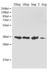 Western Blot Positive WB detected in Recombinant protein All lanes: ompA antibody at 1:2000 Secondary Goat polyclonal to rabbit IgG at 1/50000 dilution Predicted band size: 35.6 kDa Observed band size: 36 kDa