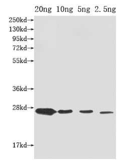 Western Blot Positive WB detected in Recombinant protein All lanes: ompX antibody at 1:2000 Secondary Goat polyclonal to rabbit IgG at 1/50000 dilution Predicted band size: 27 kDa Observed band size: 27 kDa