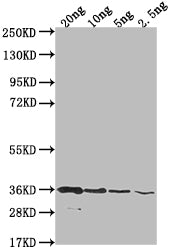 Western Blot Positive WB detected in Recombinant protein All lanes: BAME antibody at 1:2000 Secondary Goat polyclonal to rabbit IgG at 1/50000 dilution Predicted band size: 97.1 kDa Observed band size: 34 kDa