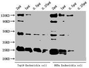 Western Blot Positive WB detected in: Top10 Escherichia coli lysate, DH5α Escherichia coli lysate All lanes: alaA antibody at 1:2000 Secondary Goat polyclonal to rabbit IgG at 1/50000 dilution Predicted band size: 46 kDa Observed band size: 46 kDa