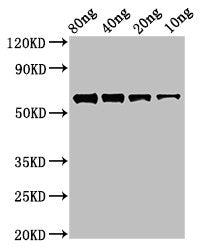 Western Blot Positive WB detected in Recombinant protein All lanes: ftsZ antibody at 2.7µg/ml Secondary Goat polyclonal to rabbit IgG at 1/50000 dilution Predicted band size: 58 kDa Observed band size: 58 kDa