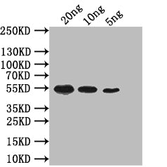 Western Blot Positive WB detected in: recombinant protein All lanes: mreB Antibody at 1:1000 Secondary Goat polyclonal to rabbit IgG at 1/50000 dilution Predicted band size: 52 kDa Observed band size: 52 kDa