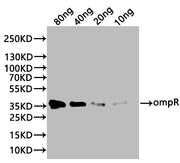 Western Blot Positive WB detected in: recombinant protein All lanes:ompR Antibody at 1:1000 Secondary Goat polyclonal to rabbit IgG at 1/20000 dilution Predicted band size: 35 kDa Observed band size: 35 kDa