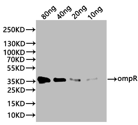 Western Blot Positive WB detected in: recombinant protein All lanes:ompR Antibody at 1:1000 Secondary Goat polyclonal to rabbit IgG at 1/20000 dilution Predicted band size: 35 kDa Observed band size: 35 kDa