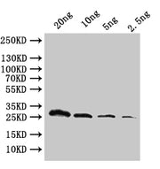 Western Blot Positive WB detected in: recombinant protein All lanes:ftsH Antibody at 1:1000 Secondary Goat polyclonal to rabbit IgG at 1/50000 dilution Predicted band size: 29.8 kDa Observed band size: 30 kDa