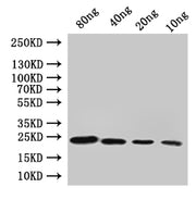 Western Blot Positive WB detected in: recombinant protein All lanes:cydA Antibody at 1:1000 Secondary Goat polyclonal to rabbit IgG at 1/50000 dilution Predicted band size: 22 kDa Observed band size: 22 kDa