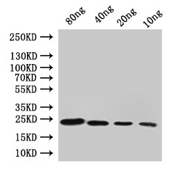 Western Blot Positive WB detected in: recombinant protein All lanes:cydA Antibody at 1:1000 Secondary Goat polyclonal to rabbit IgG at 1/50000 dilution Predicted band size: 22 kDa Observed band size: 22 kDa
