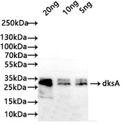 Western Blot Positive WB detected in: recombinant protein All lanes: dksA Antibody at 1:1000 Secondary Goat polyclonal to rabbit IgG at 1/50000 dilution Predicted band size: 25 kDa Observed band size: 30 kDa