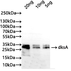 Western Blot Positive WB detected in: recombinant protein All lanes: dksA Antibody at 1:1000 Secondary Goat polyclonal to rabbit IgG at 1/50000 dilution Predicted band size: 25 kDa Observed band size: 30 kDa