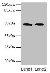 Western blot All lanes: surA antibody at 12µg/ml Lane 1: 293T whole cell lysate Lane 2: DH5α whole cell lysate Secondary Goat polyclonal to rabbit IgG at 1/10000 dilution Predicted band size: 48 kDa Observed band size: 48 kDa