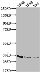 Western Blot Positive WB detected in Recombinant protein All lanes: BAMD antibody at 1:2000 Secondary Goat polyclonal to rabbit IgG at 1/50000 dilution Predicted band size: 29.9 kDa Observed band size: 35 kDa