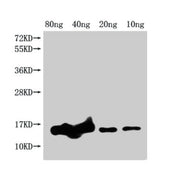 Western Blot Positive WB detected in Recombinant protein All lanes: grxD antibody at 1:2000 Secondary Goat polyclonal to rabbit IgG at 1/50000 dilution Predicted band size: 17 kDa Observed band size: 15 kDa