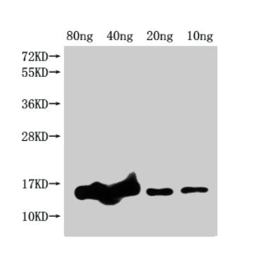 Western Blot Positive WB detected in Recombinant protein All lanes: grxD antibody at 1:2000 Secondary Goat polyclonal to rabbit IgG at 1/50000 dilution Predicted band size: 17 kDa Observed band size: 15 kDa