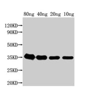 Western Blot Positive WB detected in Recombinant protein All lanes: grxD antibody at 1:2000 Secondary Goat polyclonal to rabbit IgG at 1/50000 dilution Predicted band size: 37 kDa Observed band size: 35 kDa