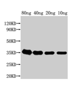 Western Blot Positive WB detected in Recombinant protein All lanes: grxD antibody at 1:2000 Secondary Goat polyclonal to rabbit IgG at 1/50000 dilution Predicted band size: 37 kDa Observed band size: 35 kDa