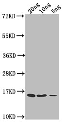 Western Blot Positive WB detected in Recombinant protein All lanes: grxD antibody at 1:2000 Secondary Goat polyclonal to rabbit IgG at 1/50000 dilution Predicted band size: 16.7 kDa Observed band size: 15 kDa