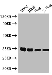 Western Blot Positive WB detected in: recombinant protein All lanes: grxD Antibody at 1:1000 Secondary Goat polyclonal to rabbit IgG at 1/50000 dilution Predicted band size: 35 kDa Observed band size: 35 kDa