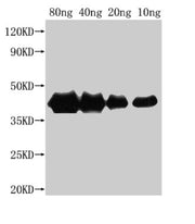 Western Blot Positive WB detected in Recombinant protein All lanes: hns antibody at 1:2500 Secondary Goat polyclonal to rabbit IgG at 1/50000 dilution Predicted band size: 38 kDa Observed band size: 40 kDa