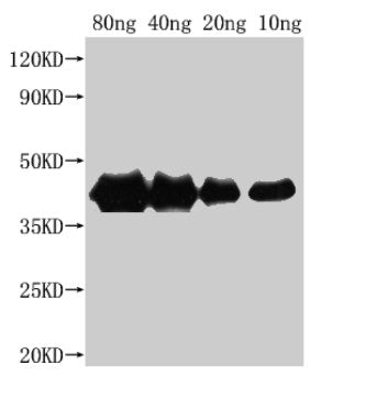 Western Blot Positive WB detected in Recombinant protein All lanes: hns antibody at 1:2500 Secondary Goat polyclonal to rabbit IgG at 1/50000 dilution Predicted band size: 38 kDa Observed band size: 40 kDa