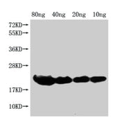 Western Blot Positive WB detected in Recombinant protein All lanes: hns antibody at 1:2000 Secondary Goat polyclonal to rabbit IgG at 1/50000 dilution Predicted band size: 19 kDa Observed band size: 21 kDa