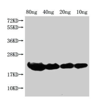 Western Blot Positive WB detected in Recombinant protein All lanes: hns antibody at 1:2000 Secondary Goat polyclonal to rabbit IgG at 1/50000 dilution Predicted band size: 19 kDa Observed band size: 21 kDa