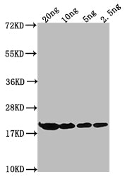 Western Blot Positive WB detected in Recombinant protein All lanes: HNS antibody at 1:2000 Secondary Goat polyclonal to rabbit IgG at 1/50000 dilution Predicted band size: 19.21 kDa Observed band size: 21 kDa