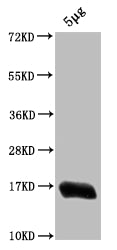 Western Blot Positive WB detected in: Escherichia coli lysate All lanes: HNS antibody at 1:2000 Secondary Goat polyclonal to rabbit IgG at 1/50000 dilution Predicted band size: 16 kDa Observed band size: 16 kDa